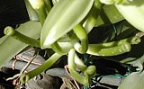 plant de vanille