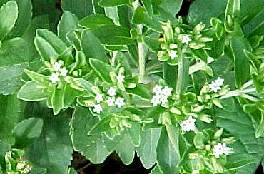 Photo : Stevia à l'état naturel