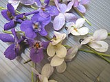 violettes blanches