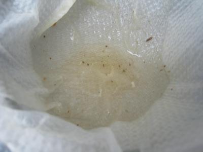 Boudins blancs aux champignons noirs et aux chiitakes - 4.2