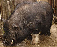 Porc