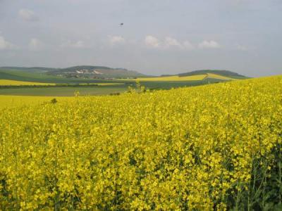 colza