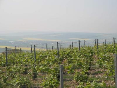 vignes