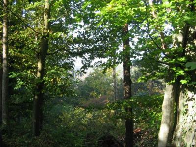 les forêts