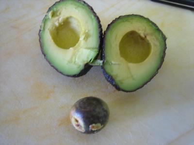 avocats