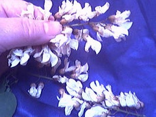 Acacia