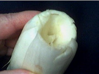 Blancs de poulet en blanquette - 3.2