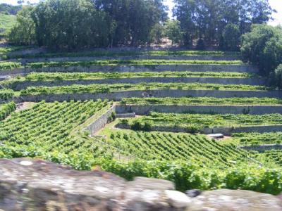 Les vignes