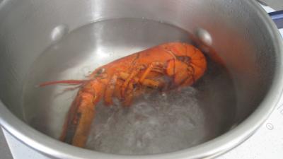 Verrines de homard en salade - 2.2