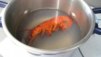 Verrines de homard en salade - 2.4