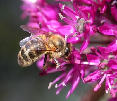 Photo : abeille