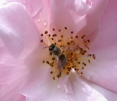 Abeille butinant