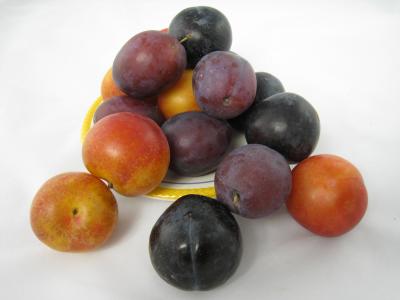 prunes de couleurs différentes