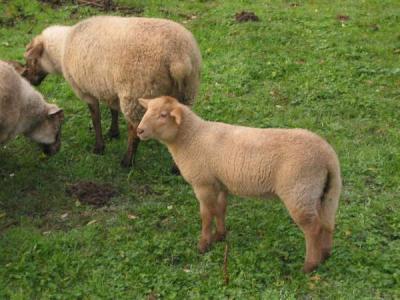 Moutons