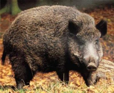 Sanglier