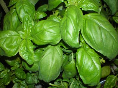 basilic