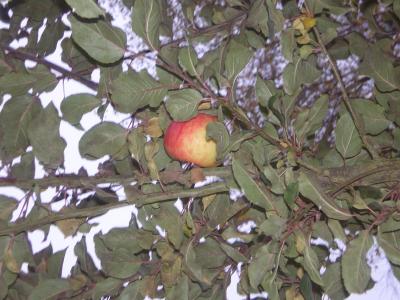 Pomme Marie-Madeleine