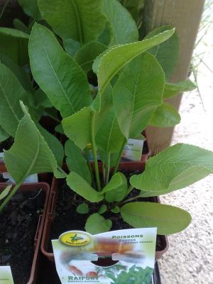 plante raifort