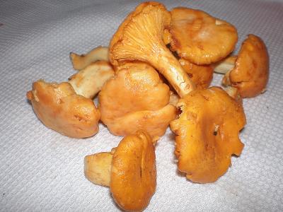 girolles