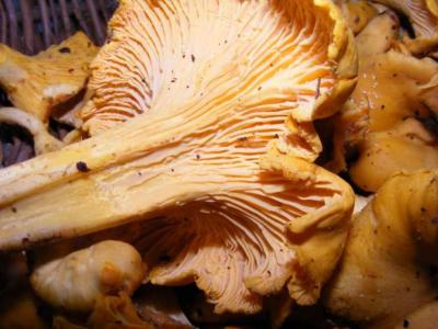girolle