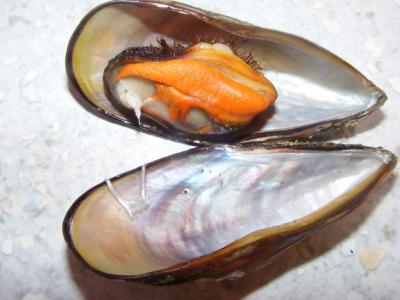 moules