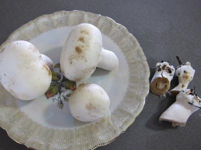 Vermicelle de riz et crevettes en salade - 1.3